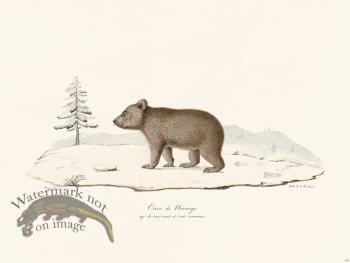 Cuvier 124 Bear Cub of Norway